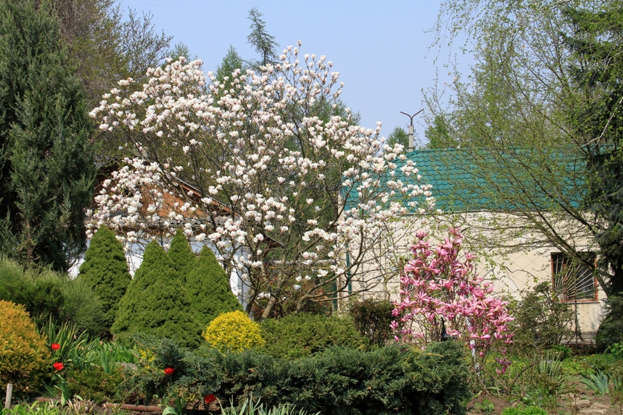 Copac de magnolie înflorit