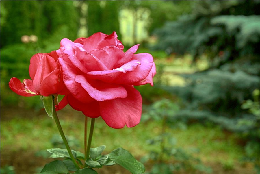 Знаменитые розы Тираспольского Ботанического сада
