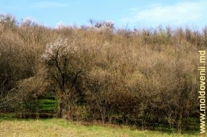 Цветущий лес (апрель) вдоль левого берега ручья Бырнова