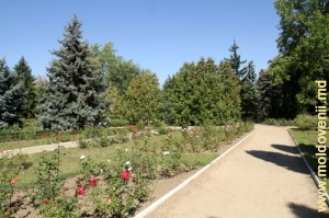 Aleile, straturile de flori şi peluzele din partea centrală a Grădinii Botanice