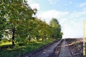 Drumul de sus de valea rîului Camenca dintre satele Cucuieţii Noi şi Camenca