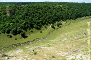 Valea rîului Racovăţ, ocolul silvic „La Castel”