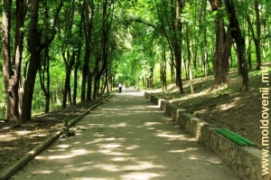 Aleea parcului Valea Morilor, vara anului 2011