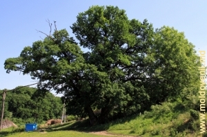 Многовековой дуб Суворова на окраине села Редиул де Сус