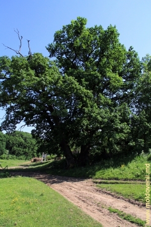 Многовековой дуб Суворова на окраине села Редиул де Сус