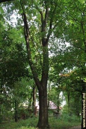 Arborii parcului