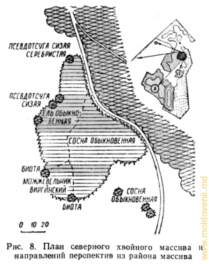 Planul masivului de conifere de la nordul parcului (din cartea lui P. Leontiev „Parcurile Moldovei”)