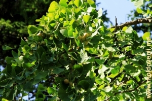 Coroana şi fructele copacului Ginkgo Biloba din parcul de la Mileşti