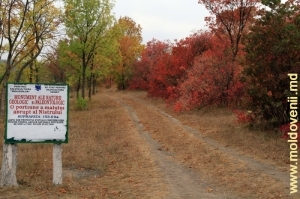 Лес и дорога на вершине берега вблизи села Вережень, октябрь 2012