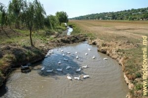 Река Лэпушна в селе Негря, Хынчешть 