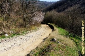 Дорога между селами Бырнова и Наславча, участок над долиной ручья Бырнова