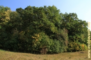 Un grup de copaci din parcul Ţaul, Donduşeni