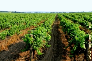 Тараклийские виноградники