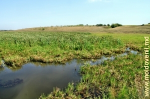 Река Раковэц в селе Мэркэуць, Бричень