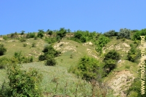 Mal abrupt în apropiere de satul Molovata Veche