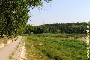Valea Morilor, 2007