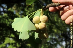 Fructele şi frunzele copacului Ginkgo Biloba din parcul de la Mileşti