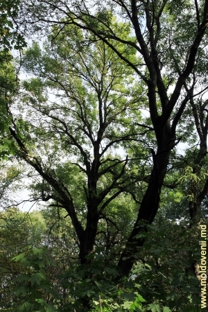 Copaci bătrîni în parc