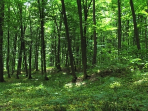 Pădure de fagi în rezervaţia Plaiul Fagului, raionul Ungheni