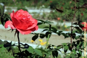 Trandafirii vestiţi ai Grădinii Botanice de la Tiraspol