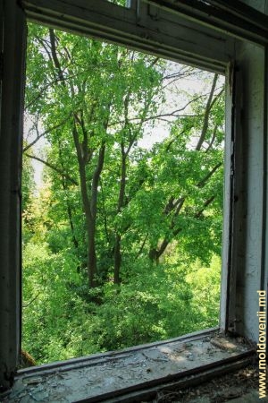 Вид из окна второго этажа в парк