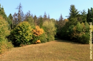 Pădurea mixtă din parcul Ţaul
