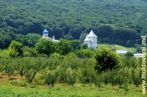 Vedere spre mănăstire de pe drum