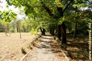 Una dintre aleile parcului Mileşti