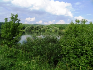 Malurile împădurite ale Nistrului lîngă satul Cremenciug, Soroca 