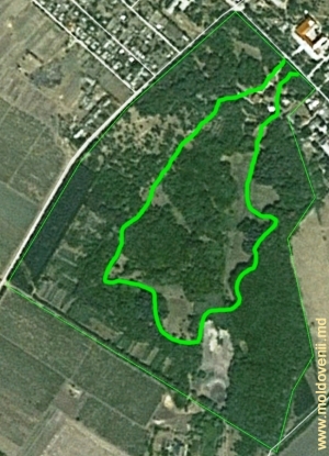 Parcul şi conacul Ţaul pe harta Google. Cu verde-deschis este marcat traseul aproximativ prin parc
