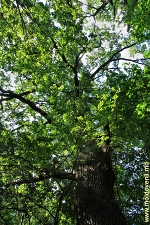 Stejarii gigantici de la marginea şi din adîncul parcului