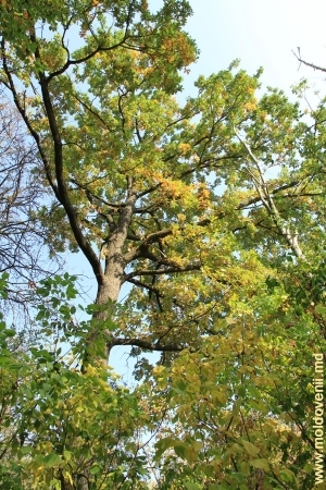 Крона дерева в парке Цауль