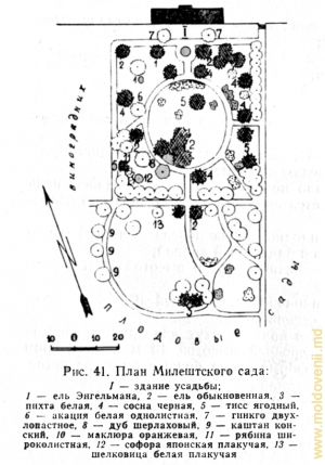 Planul parcului de la Mileşti (din cartea „Parcurile Moldovei” a lui P. Leontiev)