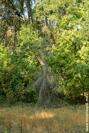 Высохшее хвойное деревце в парке Цауль
