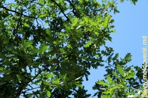 Pădurile de stejar de pe Podişul Tigheci