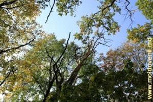 Vîrfurile copacilor din parcul de la Ţaul