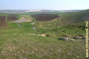 Valea rîului Draghiște între satele Fetești și Burlănești, aprilie 2013