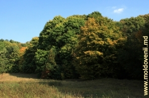 Un grup de copaci foioşi din parcul Ţaul