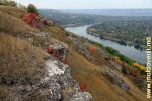 Panta malului Nistrului plină cu stînci şi împădurită cu arbuşti, vedere în direcţia satului Naslavcea