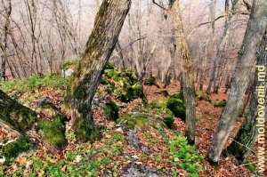 Вершина и правый склон ущелья с живописными валунами (гора Циглэу)