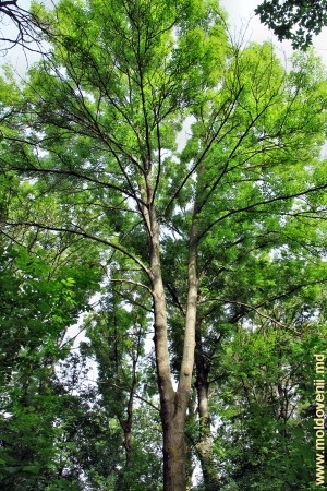 Cei mai bătrîni şi mari copaci ai parcului