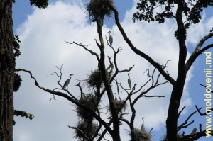 Bîtlanii şi cuiburile lor pe crengi de stejar