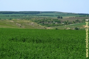 Vedere spre satul Buteşti şi platoul stîncii printre cîmpuri