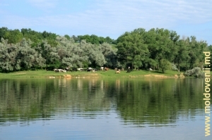 Pe malul lacului, lîngă satul Cneazevca