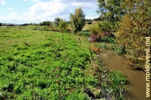 Река Чухур в городе Купчинь, Единец
