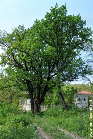 400-летний дуб в нижней части парка