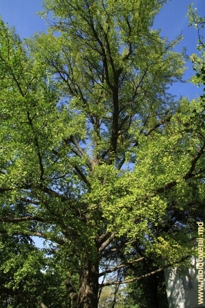 Copac Ginkgo Biloba din parcul de la Mileşti