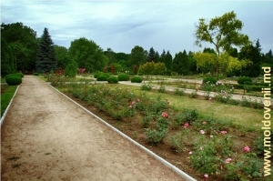 Rozariul Grădinii Botanice de la Tiraspol