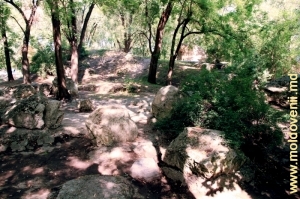 Bolovanii de pe dealul estic, sus o stîncă cu cascadă olţişor în centrul parcului