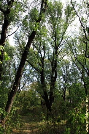 Copaci bătrîni în parc
